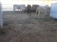 חוות חיות ואקסטרים